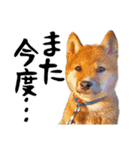 柴犬コタロウ(子犬編)（個別スタンプ：24）