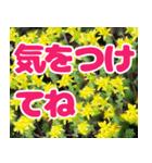 見やすいデカ文字とお花フォトで挨拶（個別スタンプ：11）