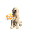 DUKE The Goldendoodle（個別スタンプ：1）