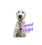 DUKE The Goldendoodle（個別スタンプ：2）