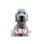 DUKE The Goldendoodle（個別スタンプ：3）