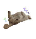 DUKE The Goldendoodle（個別スタンプ：5）