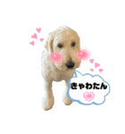 DUKE The Goldendoodle（個別スタンプ：6）