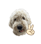 DUKE The Goldendoodle（個別スタンプ：7）