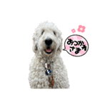 DUKE The Goldendoodle（個別スタンプ：9）