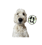DUKE The Goldendoodle（個別スタンプ：10）