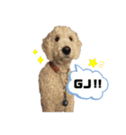 DUKE The Goldendoodle（個別スタンプ：11）