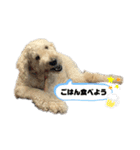 DUKE The Goldendoodle（個別スタンプ：12）
