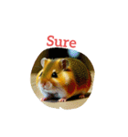 ハムスター Hamster（個別スタンプ：31）