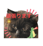 黒猫 ルナ院長114にゃんめ（個別スタンプ：8）