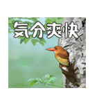 アカショウビン大好き、沖縄行きたい。（個別スタンプ：4）