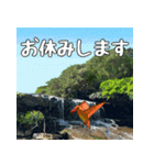 アカショウビン大好き、沖縄行きたい。（個別スタンプ：8）