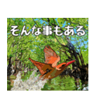 アカショウビン大好き、沖縄行きたい。（個別スタンプ：23）