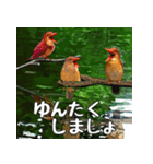 アカショウビン大好き、沖縄行きたい。（個別スタンプ：27）