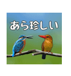 アカショウビン大好き、沖縄行きたい。（個別スタンプ：29）