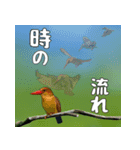 アカショウビン大好き、沖縄行きたい。（個別スタンプ：37）