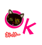 サビ猫サビチィLINEスタンプ（個別スタンプ：8）