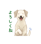 犬いっぱいスタンプ（個別スタンプ：17）