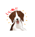 犬いっぱいスタンプ（個別スタンプ：19）