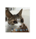 桜姐さんと仲間たち（個別スタンプ：3）
