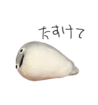 サカバンバスピス（実写）（個別スタンプ：2）