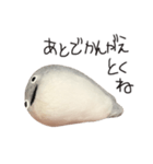 サカバンバスピス（実写）（個別スタンプ：4）