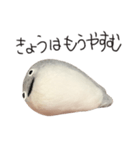 サカバンバスピス（実写）（個別スタンプ：5）