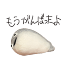 サカバンバスピス（実写）（個別スタンプ：6）