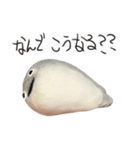 サカバンバスピス（実写）（個別スタンプ：8）