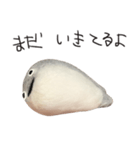 サカバンバスピス（実写）（個別スタンプ：11）