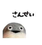 サカバンバスピス（実写）（個別スタンプ：18）