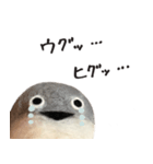 サカバンバスピス（実写）（個別スタンプ：20）