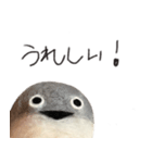 サカバンバスピス（実写）（個別スタンプ：21）