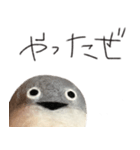 サカバンバスピス（実写）（個別スタンプ：22）