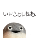サカバンバスピス（実写）（個別スタンプ：23）