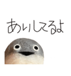 サカバンバスピス（実写）（個別スタンプ：24）