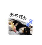 豆柴の源と蘭（個別スタンプ：6）