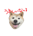 わんころりん♪（個別スタンプ：10）