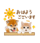 かわいい犬＆猫❤️飛び出す❤️シバにゃん（個別スタンプ：1）