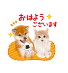 かわいい犬＆猫❤️飛び出す❤️シバにゃん（個別スタンプ：2）