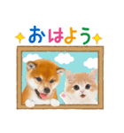 かわいい犬＆猫❤️飛び出す❤️シバにゃん（個別スタンプ：3）