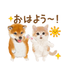 かわいい犬＆猫❤️飛び出す❤️シバにゃん（個別スタンプ：4）