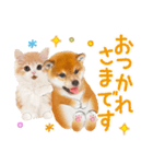 かわいい犬＆猫❤️飛び出す❤️シバにゃん（個別スタンプ：5）