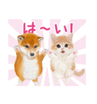 かわいい犬＆猫❤️飛び出す❤️シバにゃん（個別スタンプ：8）