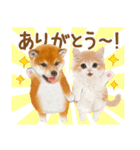 かわいい犬＆猫❤️飛び出す❤️シバにゃん（個別スタンプ：10）