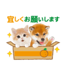 かわいい犬＆猫❤️飛び出す❤️シバにゃん（個別スタンプ：12）