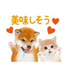 かわいい犬＆猫❤️飛び出す❤️シバにゃん（個別スタンプ：13）