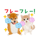 かわいい犬＆猫❤️飛び出す❤️シバにゃん（個別スタンプ：17）