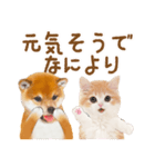 かわいい犬＆猫❤️飛び出す❤️シバにゃん（個別スタンプ：18）