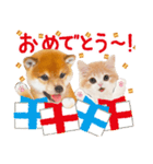 かわいい犬＆猫❤️飛び出す❤️シバにゃん（個別スタンプ：19）